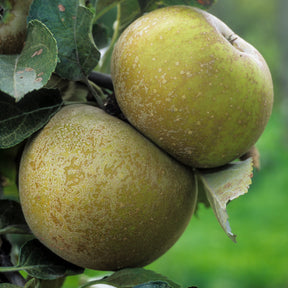 Apfel 'Reinette Grise du Canada' - Willemse
