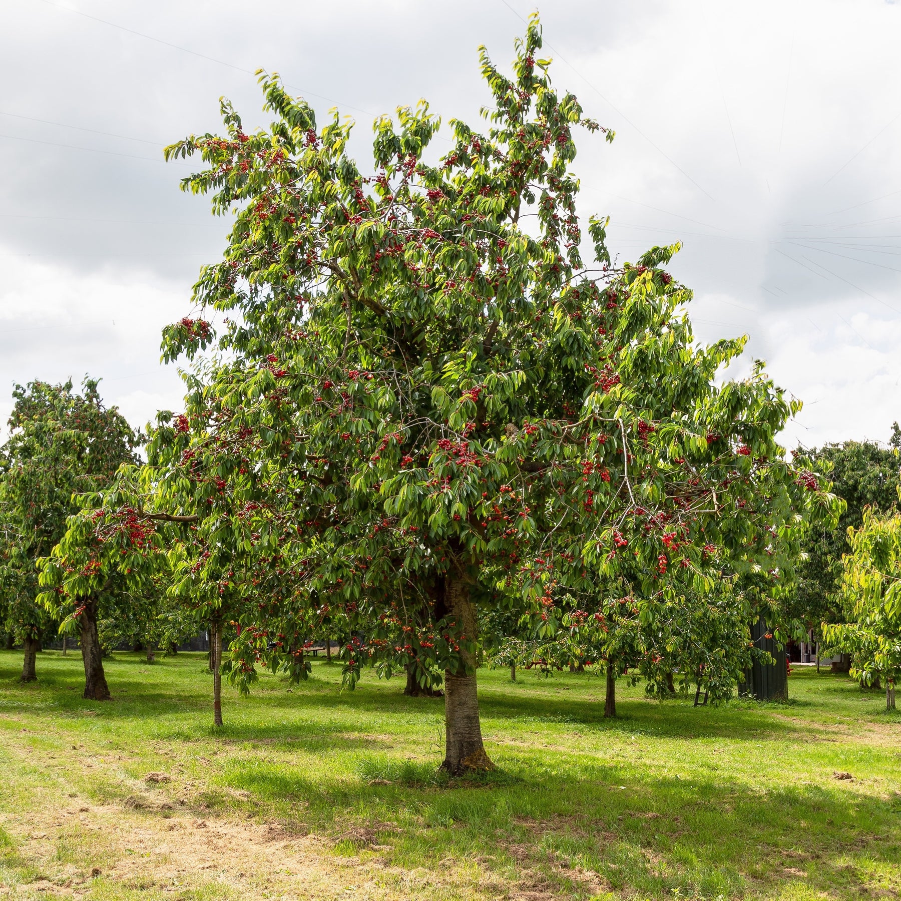Süßkirsche 'Bigarreau Moreau' - Prunus avium 'morreau' - Willemse
