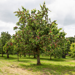 Süßkirsche 'Bigarreau Moreau' - Prunus avium 'morreau' - Willemse
