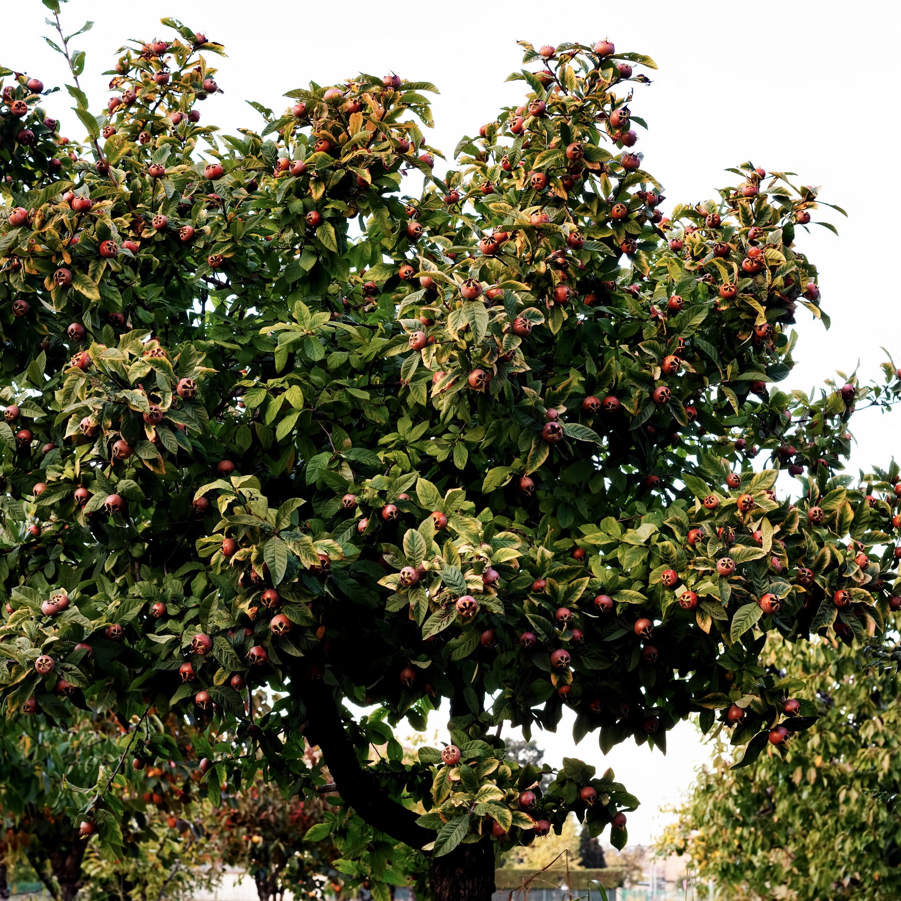Echte Mispel - Mespilus germanica - Willemse