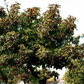 Echte Mispel - Mespilus germanica - Willemse