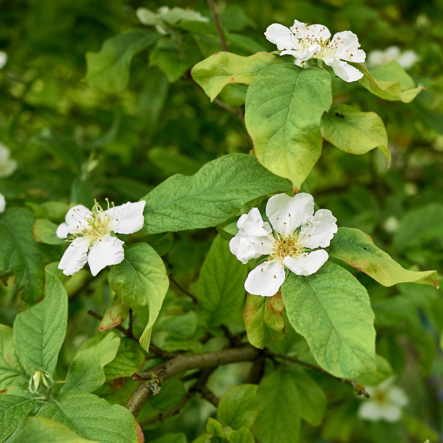 Mespilus germanica - Echte Mispel - Fruchtbäume