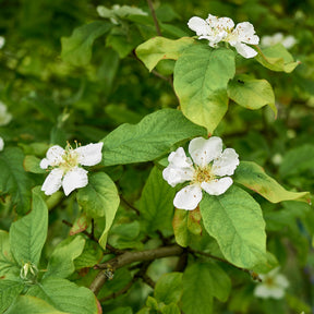 Mespilus germanica - Echte Mispel - Fruchtbäume