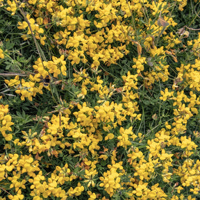 Sandginster Vancouver Gold - Genista pilosa 'vancouver gold' - Willemse