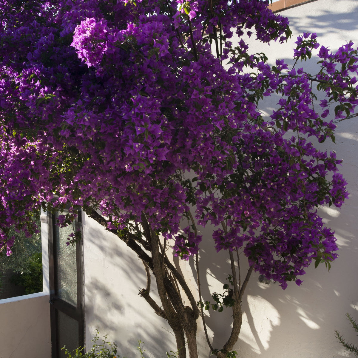 Bougainvillea 'violet de mèze' - Drillingsblume Violet de Mèze - Bougainvillea