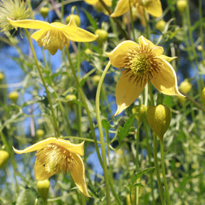 Waldrebe Little Lemons ® - Clematis 'little lemons' - Willemse