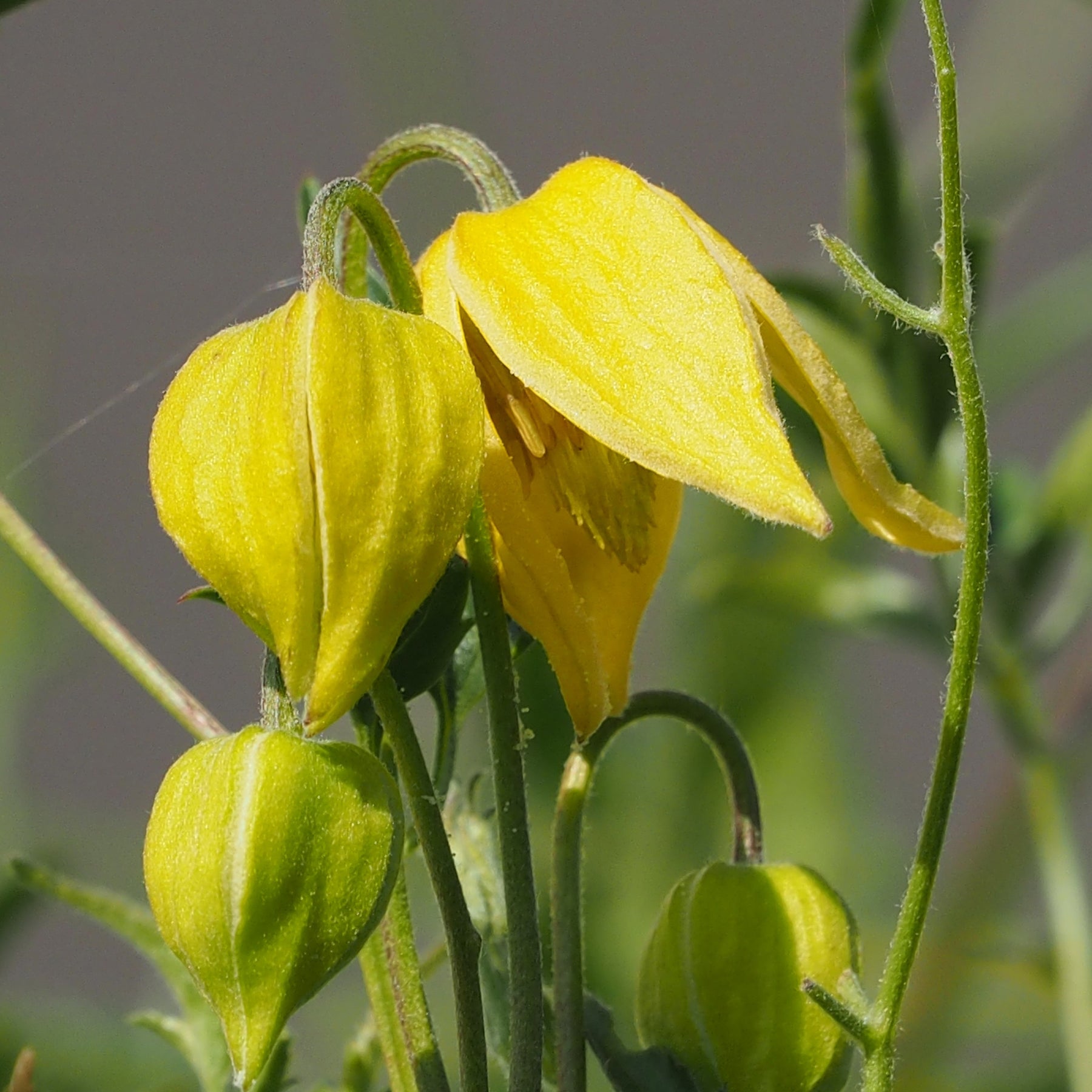 Waldrebe Little Lemons ® - Willemse