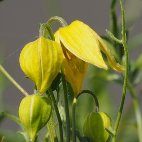 Waldrebe Little Lemons ® - Willemse