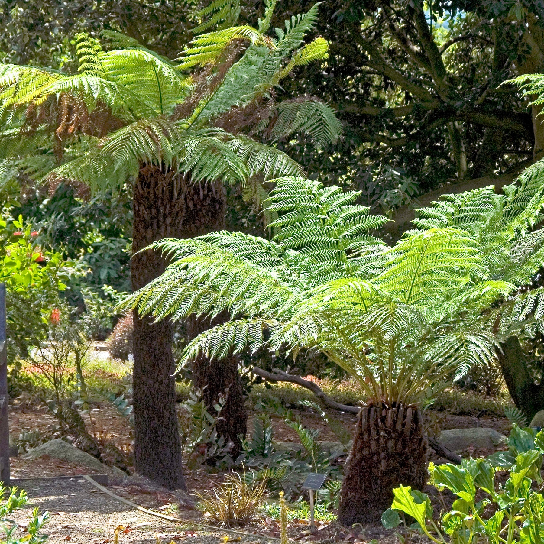 Dicksonia antarctica - Tasmanischer Baumfarn - Farne