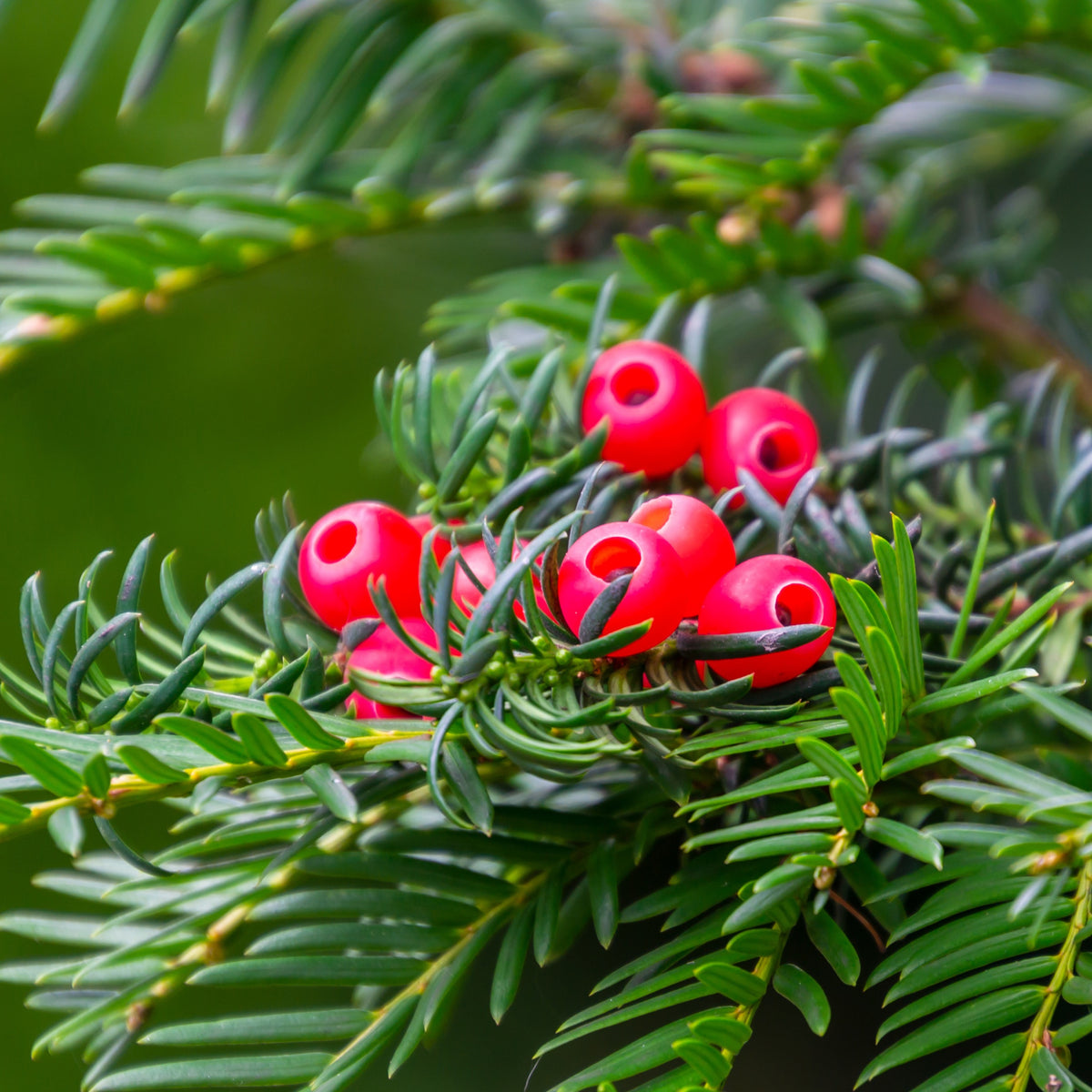 Taxus baccata - Europäische Eibe - Heckensträucher