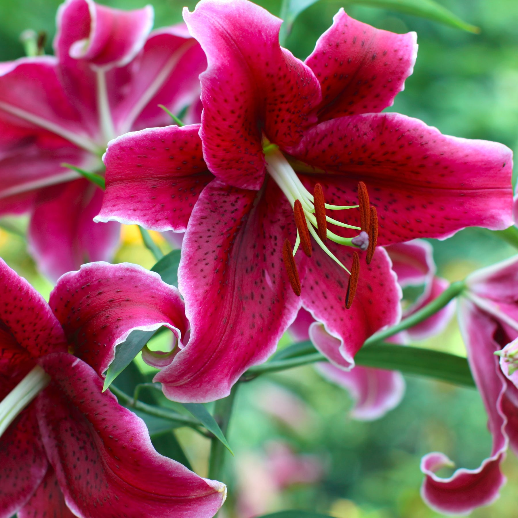 Orientalische Lilien Corvara (x3) - Willemse