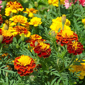 Ringelblumen Mischung - Tagetes patula - Saatgut