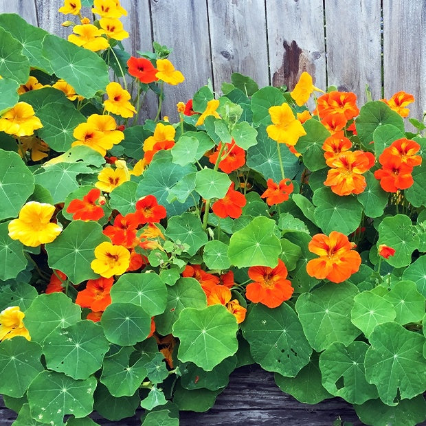 Kapuzinerkresse Mischung - Willemse