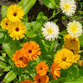 Doppelte Ringelblumen Mischungen - Calendula officinalis - Willemse