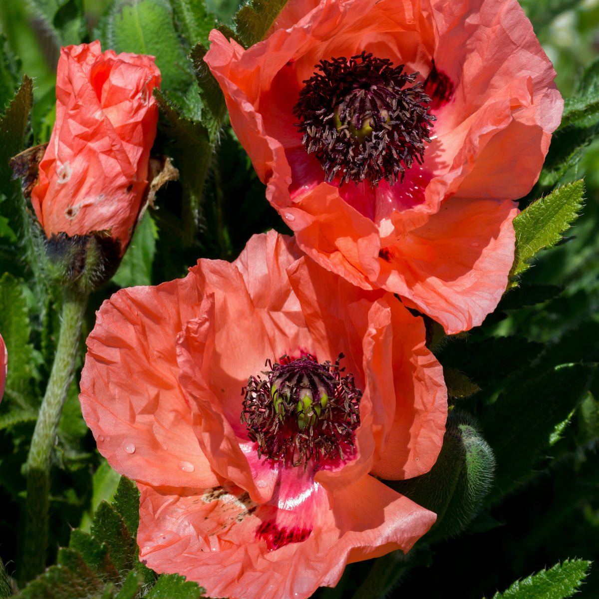 Orientalischer Mohn Effendi (x3) - Willemse