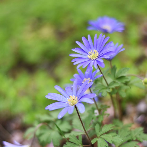 Anemone blanda blau (x30) - Anemone blanda Blue Shades - Willemse
