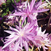 Herbstzeitlose Waterlily - Willemse