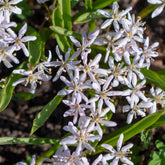 Rosafarbener Zweiblättriger Blaustern (x10) - Scilla bifolia rosea - Willemse