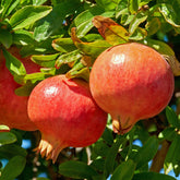 Granatapfel ‘Dente di Leone’ - Punica granatum dente di leone - Willemse