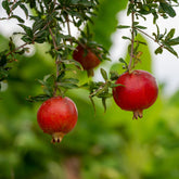 Granatapfel Fina Tendral - Punica granatum fina tendral - Willemse