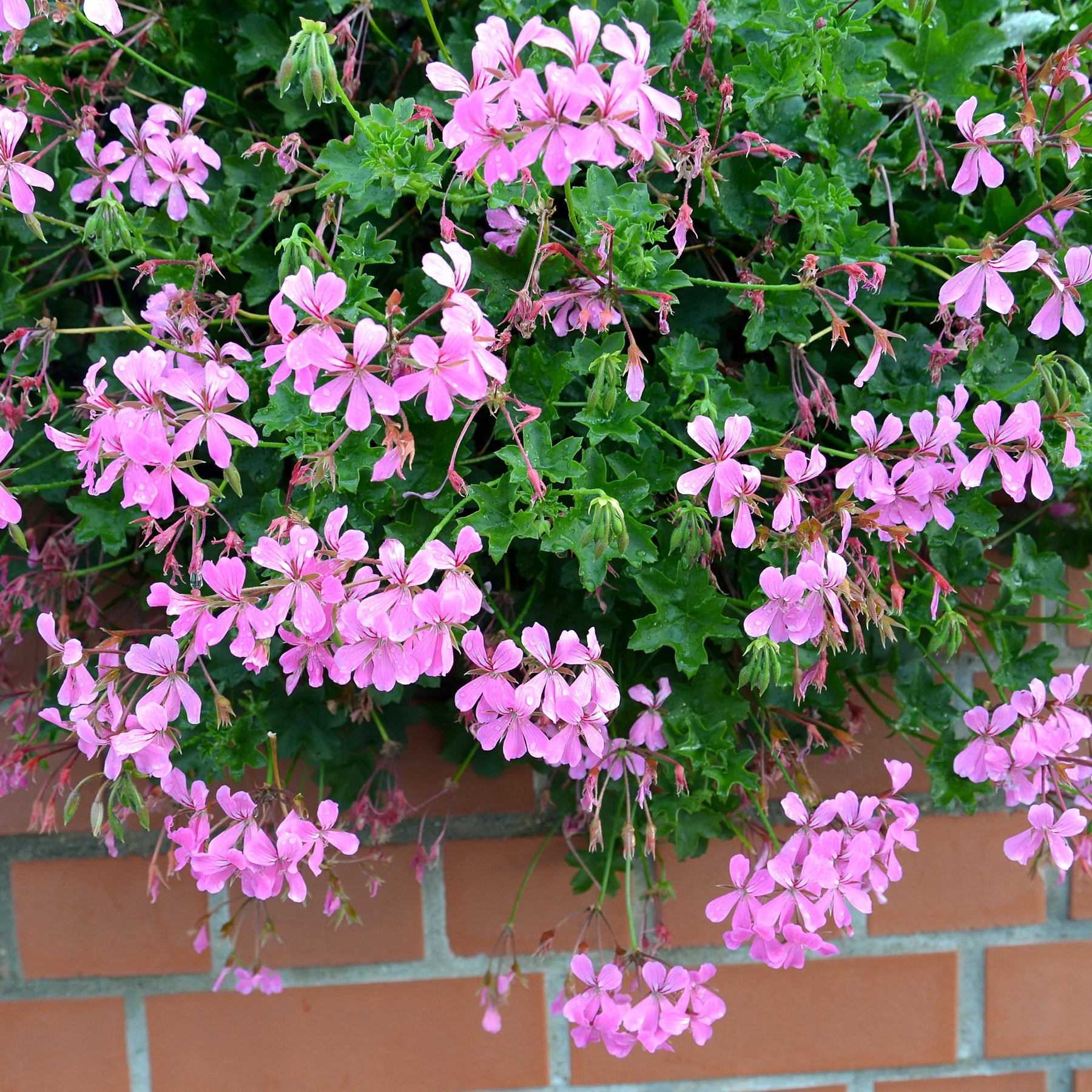 Pelargonium peltatum - Hängegeranie rosa - Geranien - Pelargonien