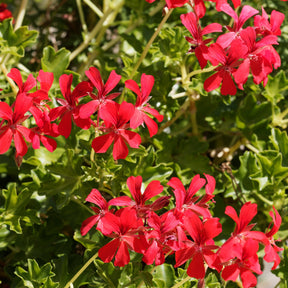 Pelargonium peltatum - Rote Efeugeranien - Geranien - Pelargonien