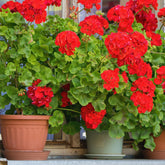 Stehgeranie rot - Pelargonium zonale - Willemse