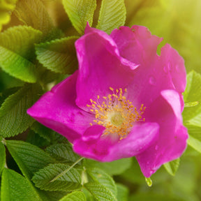 Rosen - Kartoffelrose ‘Rubra’ - Rosa rugosa rubra