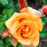 Kletterrose Orange - Willemse