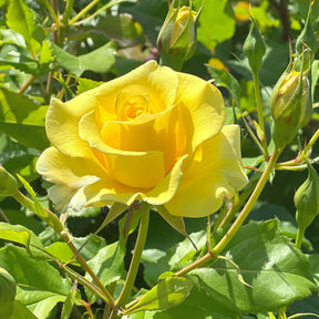 Gelbe Kletterrose - Willemse