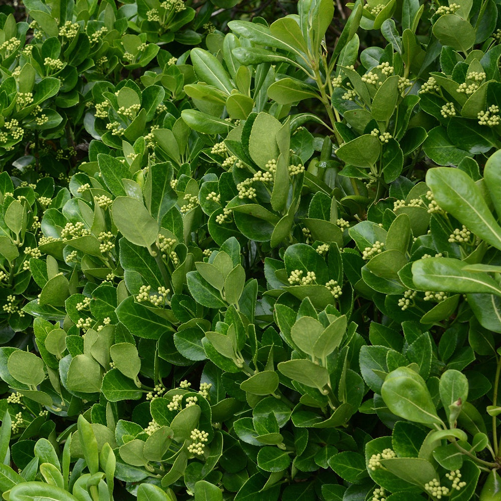 Immergrüne Kriechspindel - Euonymus japonicus - Willemse