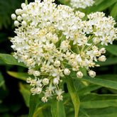 Seidenpflanze ‘Ice Ballet’ (x3) - Willemse