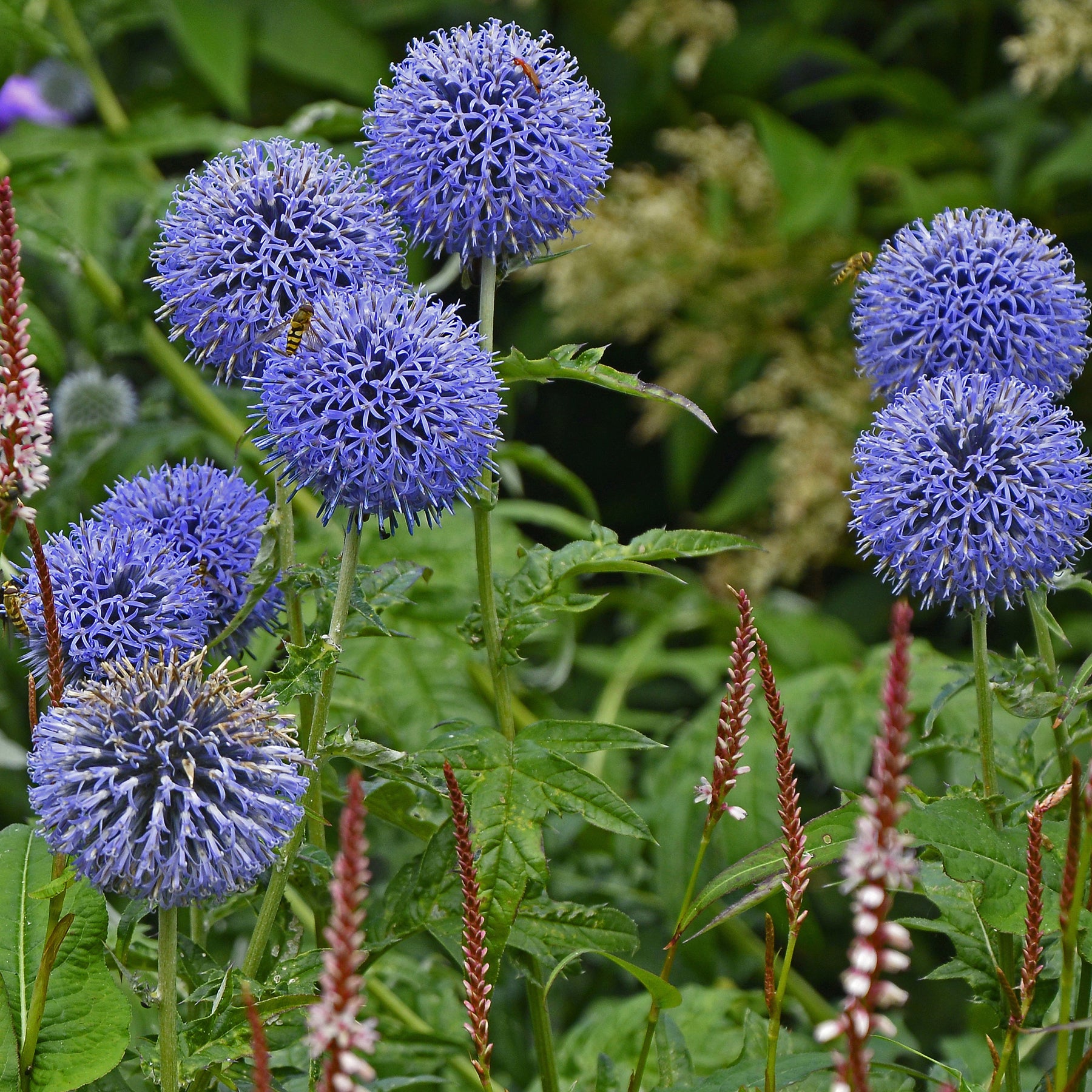 Kugeldistel ‘Veitch’s Blue’ - Echinops ritro Veitch's Blue - Willemse