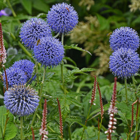 Kugeldistel ‘Veitch’s Blue’ - Echinops ritro Veitch's Blue - Willemse