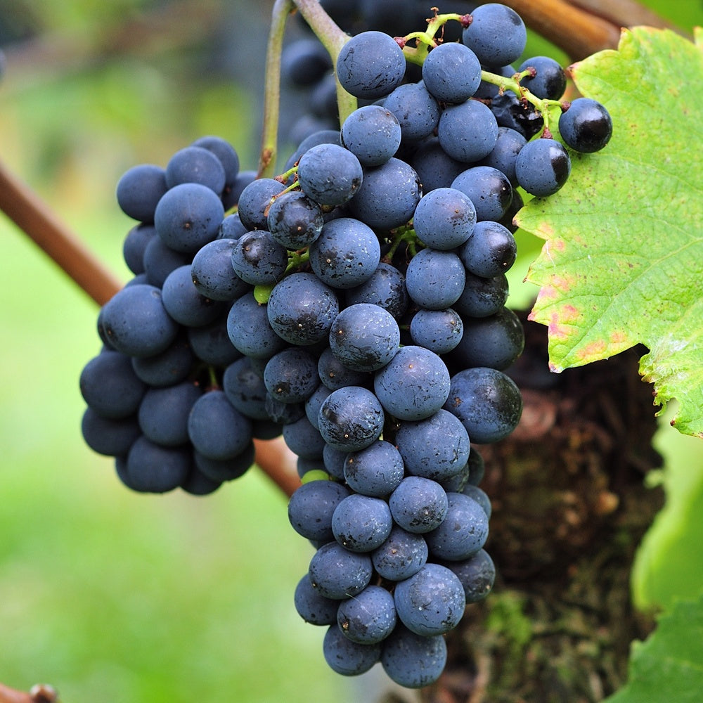 Weinrebe Triomphe d'Alsace - Willemse