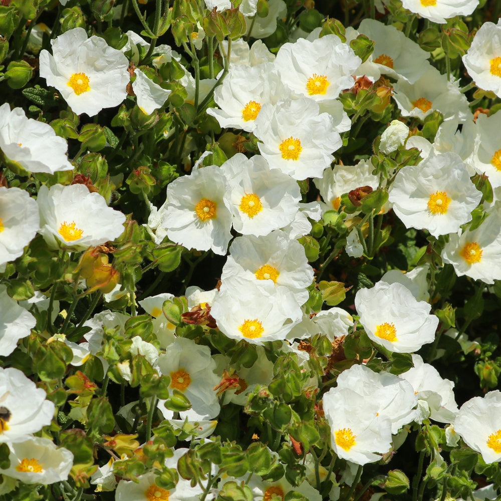 Salbeiblättrige Zistrose - Cistus salviifolius - Willemse