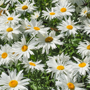 Margariten Sweet Daisy Rebecca - Leucanthemum sweet daisy 'rebecca' - Willemse