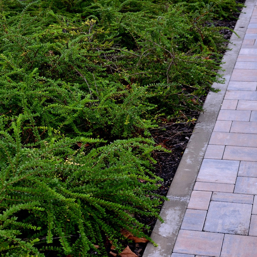 Lonicera nitida - Heckenmyrte - Immergrüne Pflanzen