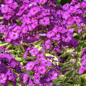 Flammenblume Bambini Primadonna - Willemse