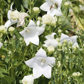 Ballonblume 'Albus' - Willemse