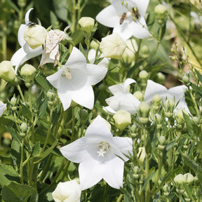 Ballonblume 'Albus' - Willemse