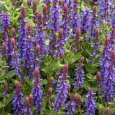 Steppen-Salbei ‘Sensation Deep Blue’ - Willemse