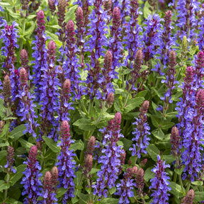 Steppen-Salbei ‘Sensation Deep Blue’ - Willemse