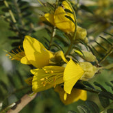 Balkonblumen - Kleinblättrige Sophora ‘Sun King’ - Sophora microphylla 'sun king'
