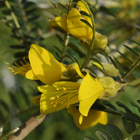 Balkonblumen - Kleinblättrige Sophora ‘Sun King’ - Sophora microphylla 'sun king'