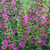 Gamander (Teucrium) - Willemse