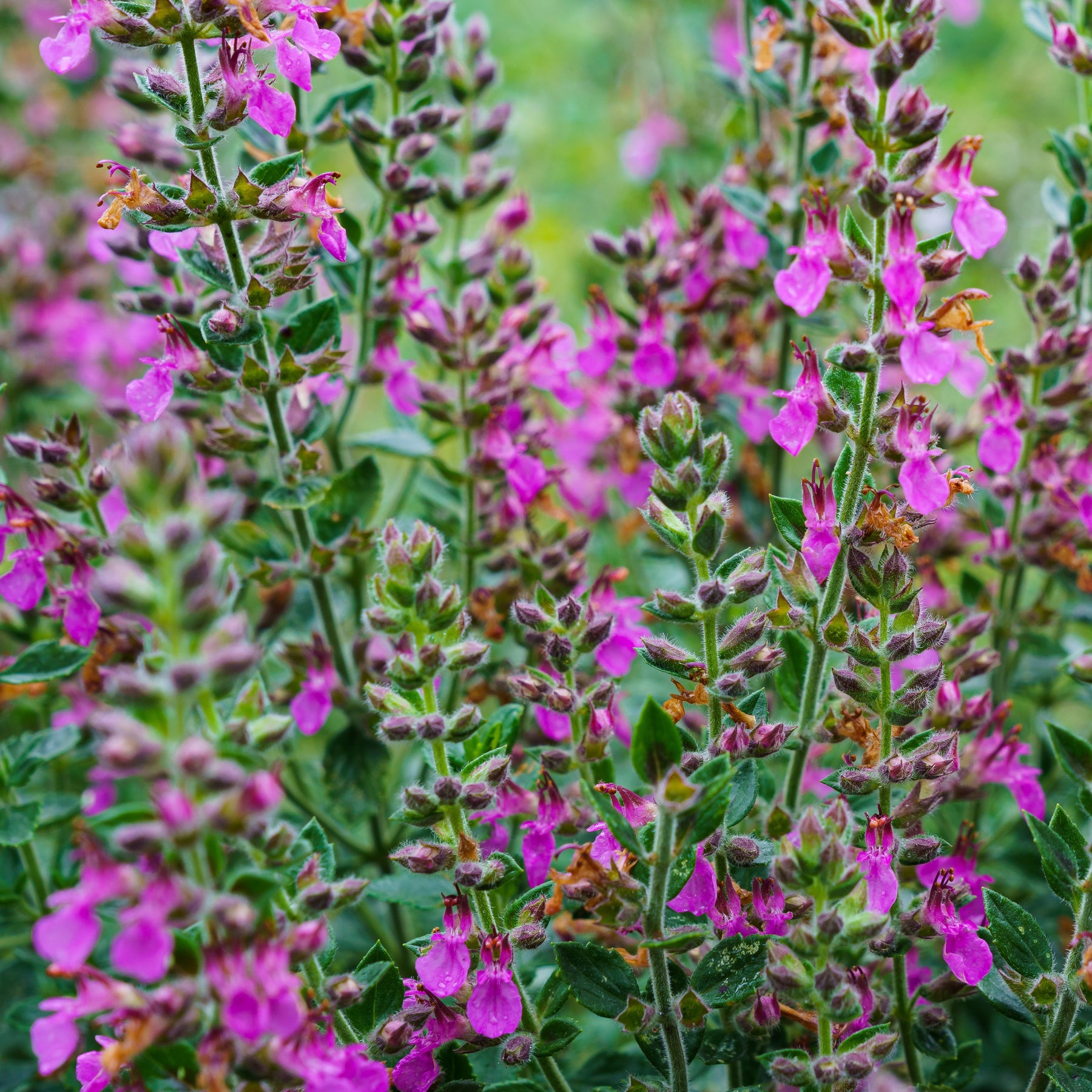 Gamander (Teucrium) - Willemse