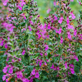 Gamander (Teucrium) - Willemse