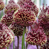 Zierlauch 'Red Mohican' (x2) - Willemse