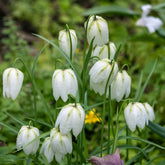 Schachblume 'Unicolor Alba' (x10) - Willemse